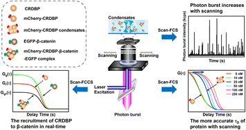 Graphical abstract: Objective scanning-based fluorescence cross-correlation spectroscopy (Scan-FCCS) for studying the fusion dynamics of protein phase separation