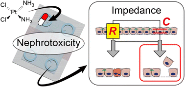 Graphical abstract: Online monitoring of epithelial barrier kinetics and cell detachment during cisplatin-induced toxicity of renal proximal tubule cells