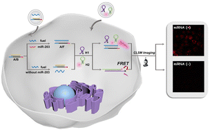 Graphical abstract: A two-layer circuit cascade-based DNA machine for highly sensitive miRNA imaging in living cells
