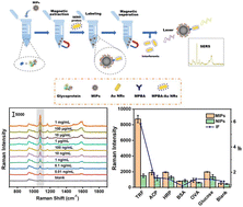 Graphical abstract: Molecularly imprinted polymer-based SERS sensing of transferrin in human serum