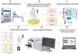 Graphical abstract: A comparative analysis of stem cell differentiation on 2D and 3D substrates using Raman microspectroscopy
