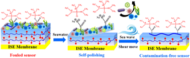 Graphical abstract: Maintenance-free antifouling polymeric membrane potentiometric sensors based on self-polishing coatings
