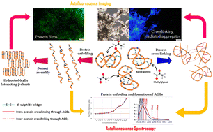 Graphical abstract: Label-free visualization of unfolding and crosslinking mediated protein aggregation in nonenzymatically glycated proteins