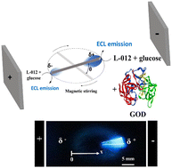 Graphical abstract: Wireless rotating bipolar electrochemiluminescence for enzymatic detection