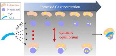 Graphical abstract: Mobility capillary electrophoresis–native mass spectrometry reveals the dynamic conformational equilibrium of calmodulin and its complexes