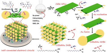 Graphical abstract: Anisotropic growth of gold anchors on CdSe semiconductor quantum platelets for self-assembled architectures with well-connected electronic circuits for the electrochemical detection of enrofloxacin
