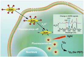 Graphical abstract: Immobilising an acid-cleavable dimeric phthalocyanine on gold nanobipyramids for intracellular pH detection and photodynamic elimination of cancer cells