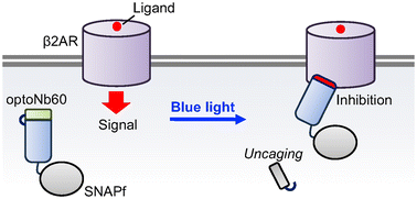 Graphical abstract: Optical control of nanobody-mediated protein activity modulation with a photocleavable fluorescent protein