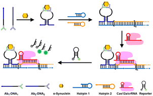 Graphical abstract: A binding-triggered hybridization chain reaction cascade multi-site activated CRISPR/Cas12a signal amplification strategy for sensitive detection of α-synuclein