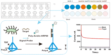 Graphical abstract: A multi-channel electrochemical biosensor based on polyadenine tetrahedra for the detection of multiple drug resistance genes