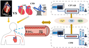 Graphical abstract: Development of in vitro microfluidic models to study endothelial responses to pulsatility with different mechanical circulatory support devices