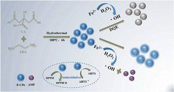 Graphical abstract: A facile fluorescence method for the effective detection of ampicillin using antioxidant carbon dots with specific fluorescent response to ˙OH