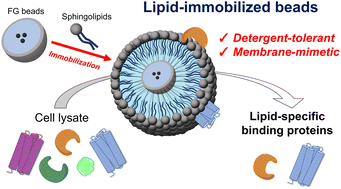 Graphical abstract: Identification of lipid-specific proteins with high-density lipid-immobilized beads