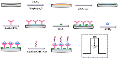 Graphical abstract: A sandwich-type photoelectrochemical biosensor based on Ru(bpy)32+ sensitized In2S3 for aflatoxin B1 detection