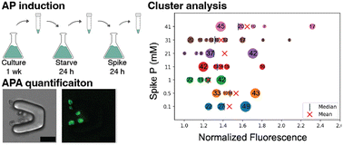 Graphical abstract: A microfluidic approach to study variations in Chlamydomonas reinhardtii alkaline phosphatase activity in response to phosphate availability