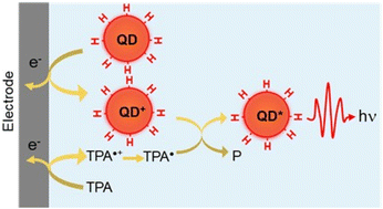 Graphical abstract: Observation of anodic electrochemiluminescence from silicon quantum dots for the detection of hydrogen peroxide