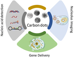 Graphical abstract: Comprehensive review on fluorescent carbon dots and their applications in nucleic acid detection, nucleolus targeted imaging and gene delivery