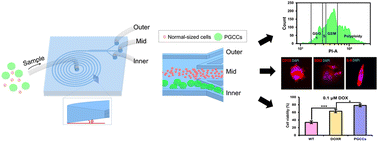 Graphical abstract: Efficient separation of large particles and giant cancer cells using an isosceles trapezoidal spiral microchannel