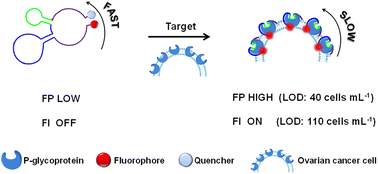 Graphical abstract: Qualifying P-glycoprotein in drug-resistant ovarian cancer cells: a dual-mode aptamer probe approach