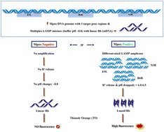 Graphical abstract: I-motif sensor for the fluorometric detection of Monkeypox