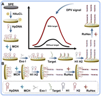 Graphical abstract: Low background electrochemical sensor based on HCR towards acute myocardial infarction-specific miRNA detection