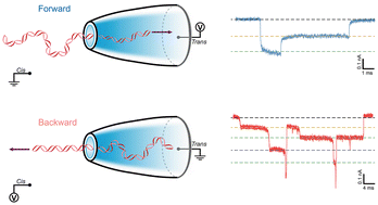 Graphical abstract: Distinct DNA conformations during forward and backward translocations through a conical nanopore