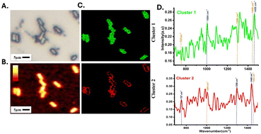 Graphical abstract: Validating phosphoethanolamine modification as a potential spectral marker of colistin resistance