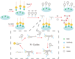 Graphical abstract: An enzyme-free immunosorbent assay of staphylococcal enterotoxin B using a three-way DNA junction amplifier with an automatic reset function