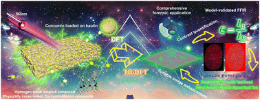Graphical abstract: Curcumin/kaolin composite for advanced latent fingerprint imaging with fluorescence quantification