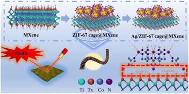 Graphical abstract: Synergistic enhancement of the Ag/ZIF-67 cage@MXene 3D heterogeneous structure for ultrahigh SERS sensitivity and stability