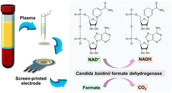Graphical abstract: Bioanalytical method for NAD+ detection in blood plasma utilizing solution-phase Candida boidinii formate dehydrogenase and electrochemical detection