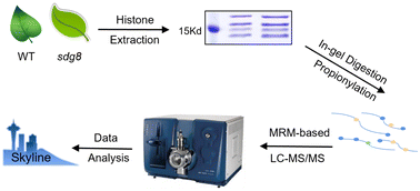 Graphical abstract: Development of a multiple reaction monitoring (MRM)-based LC-MS/MS method for the quantification of post-translational modifications on histone H3 variants in Arabidopsis thaliana