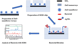 Graphical abstract: A novel multifunctional SERS microfluidic sensor based on ZnO/Ag nanoflower arrays for label-free ultrasensitive detection of bacteria