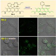 Graphical abstract: Development of bishydrazide-based fluorescent probes for the imaging of cellular peroxynitrite (ONOO−) during ferroptosis