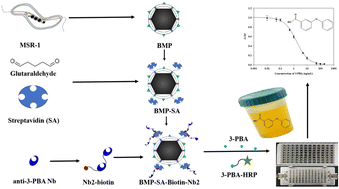 Graphical abstract: Streptavidin-biotin system-mediated immobilization of a bivalent nanobody onto magnetosomes for separation and analysis of 3-phenoxybenzoic acid in urine