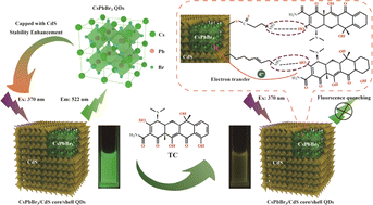 Graphical abstract: Construction of a stable fluorescent sensor based on CsPbBr3/CdS core/shell quantum dots for selective and sensitive detection of tetracycline in ethanol