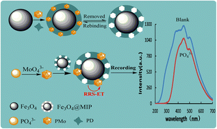 Graphical abstract: A new strategy for RRS-based determination of phosphate with a bifunctional Fe3O4 magnetic nanoparticle surface molecularly imprinted polydopamine probe