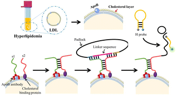 Graphical abstract: Accurate and sensitive low-density lipoprotein (LDL) detection based on the proximity ligation assisted rolling circle amplification (RCA)