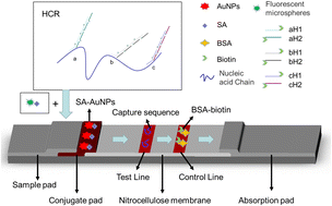 Graphical abstract: Lateral flow strip assay of a gene segment in the COVID-19 virus with combined dual readout mode and preliminary multisite hybrid chain reaction amplification