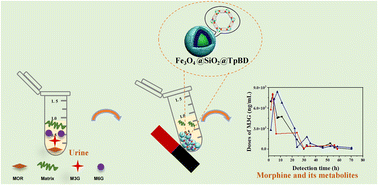 Graphical abstract: Determination of trace morphine and its metabolites in mouse urine using a TpBD functionalized bivalve magnetic nano-adsorbent