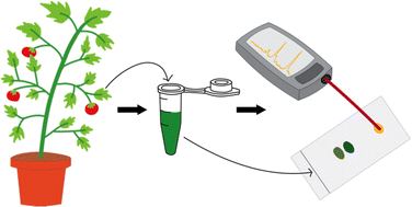 Graphical abstract: Identification and quantification of pigments in plant leaves using thin layer chromatography-Raman spectroscopy (TLC-Raman)