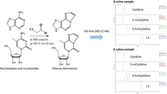 Graphical abstract: An on-line SPE-LC-MS/MS method for quantification of nucleobases and nucleosides present in biological fluids