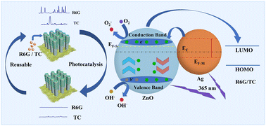 Graphical abstract: High performance and recyclable Ag/ZnO/PM substrate for the detection of organic pollutants