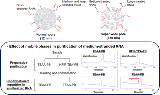Graphical abstract: Separation and purification of short-, medium-, and long-stranded RNAs by RP-HPLC using different mobile phases and C18 columns with various pore sizes