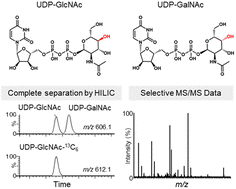 Graphical abstract: Selective analysis of intracellular UDP-GlcNAc and UDP-GalNAc by hydrophilic interaction liquid chromatography-mass spectrometry