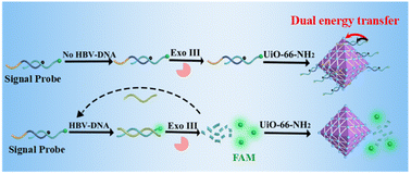 Graphical abstract: MOF-mediated dual energy transfer nanoprobe integrated with exonuclease III amplification strategy for highly sensitive detection of DNA