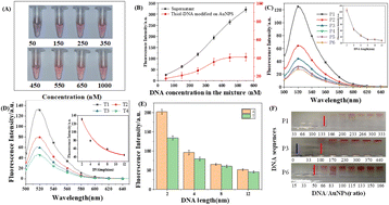 Graphical abstract: Development of a highly sensitive ampicillin sensor utilizing functionalized aptamers