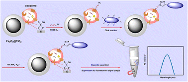 Graphical abstract: A highly sensitive and selective fluorescent biosensor for breast cancer derived exosomes using click reaction of azide–CD63 aptamer and alkyne-polymer dots