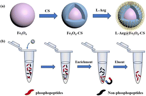 Graphical abstract: Enrichment of phosphopeptides by arginine-functionalized magnetic chitosan nanoparticles