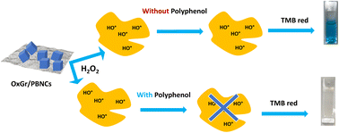 Graphical abstract: Prussian blue nanocubes with peroxidase-like activity for polyphenol detection in commercial beverages